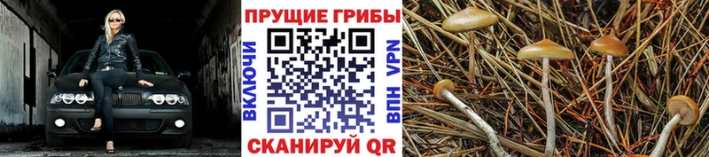 OMG рабочий сайт  Жуков  Псилоцибиновые грибы MAGIC MUSHROOMS  сколько стоит 